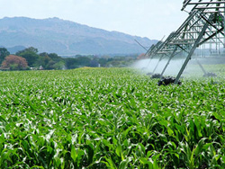 corn is an ethanol feedstock CornField in South Africa