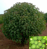 jatropha plant for jet biofuels jatropha plant for jet biofuels