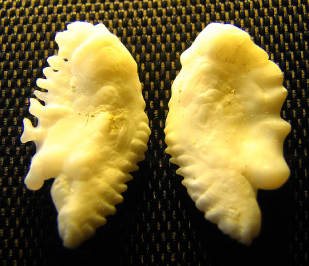 Fish Otoliths