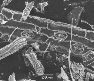 AMS dating phytoliths