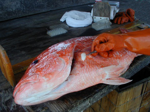 red snapper fish otolith