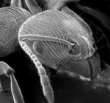 Ant exoskeleton SEM